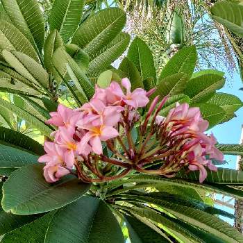 いい匂いの投稿画像一覧 Greensnap グリーンスナップ