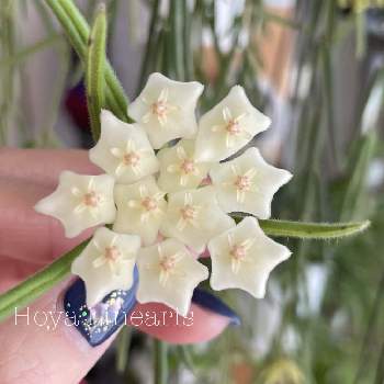 36 割引 美品 ホヤ リネアリス Hoya Plants 植物 多肉 リプサリス 花座 植物 観葉植物 インテリア 住まい 小物 Pumpkinranch Com 36 割引 美品 ホヤ リネアリス Hoya Plants 植物 多肉 リプサリス 花座 植物 観葉植物 インテリア 住まい 小物 Pumpkinranch Com
