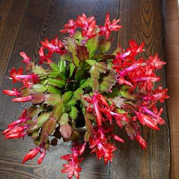 カニシャボテンの画像 by かどちんさん | カニシャボテンと開花い式と真っ赤な火曜日