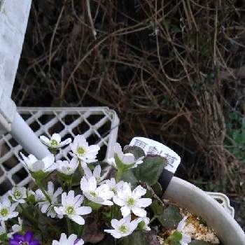 白い小さい花の投稿画像一覧 Greensnap グリーンスナップ 白い小さい花の投稿画像一覧 Greensnap グリーンスナップ