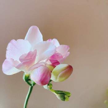 イクハナの画像 by lasfloresMariさん | 窓辺とフリージアとハナノヒとイクハナと切り花を楽しむと花のある生活と美しい花と癒しの空間と日比谷花壇のサブスクと花のある暮らしと幸せな時間