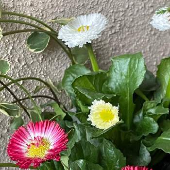 穏やかな一日に…＊の画像 by シクラメンさん | 玄関とデイジーと寄せ植えと今日も笑顔でと穏やかな一日に…＊と癒されるとお花とグリーンのある暮らしとかわいいとゆったり過ごそう