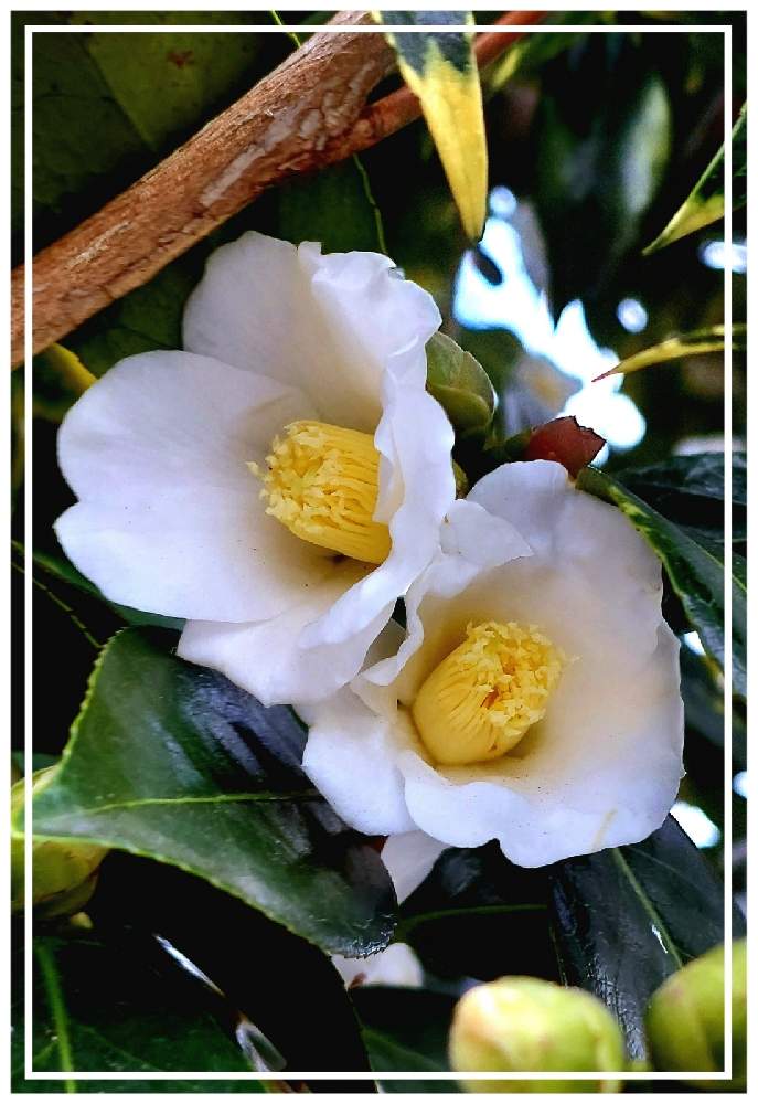 ツバキの花の投稿画像 By みいちゃんさん 白い椿とつばきの花とツバキの白花と侘助 ワビスケ と椿 ツバキと椿の花 とツバキとツバキの花 と白い椿とつばきの花とツバキの白花と侘助 ワビスケ と椿 ツバキと椿の花 22月1月11日 Greensnap グリーンスナップ