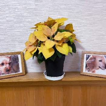 ポインセチアゴールドの画像 by ふーちゃんさん | 愛犬とポインセチアゴールドとワンワン祭りとヨークシャーテリアのシェリーとふーちゃんのポインセチア