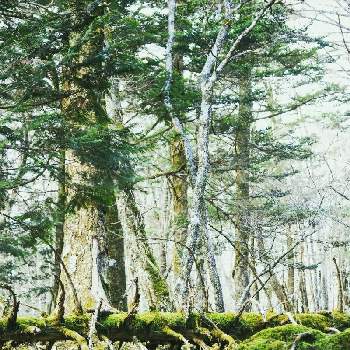 苔の森の画像 by 森の中さん | お出かけ先と苔 (コケ)と苔の森と深呼吸と森ノ散策