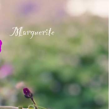 最強開運日の投稿画像一覧 Greensnap グリーンスナップ