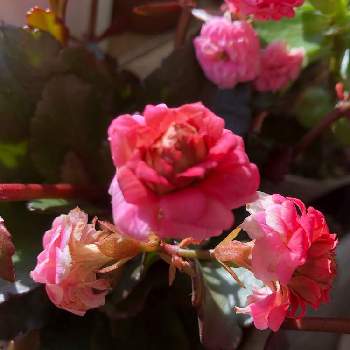 大丈夫かな？の画像 by アカベーさん | 窓辺と八重のカランコエと宿根草！とピンクの花と大丈夫かな？とあれれ？とバッチリ！