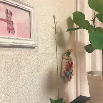 ハオルチア ラモサの画像 by sunnyさん | 部屋とハオルチア ラモサと多肉植物の花と多肉植物初心者