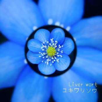 ミスミソウの投稿画像一覧 Greensnap グリーンスナップ