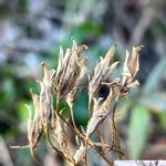 パイオニア植物の一覧 Greensnap グリーンスナップ