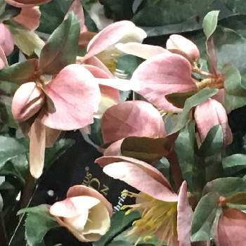 花色が変化の投稿画像一覧 Greensnap グリーンスナップ