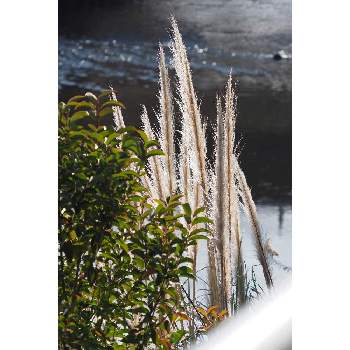 引地川の画像 by 我楽多さん | 小さな庭とパンパスグラスとお散歩（花）とお散歩と引地川とOM-D E-M1ⅡとOLY ED-ED 300mm F4.0  PRO