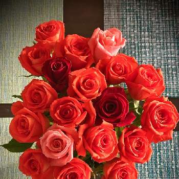 ミニ 薔薇の画像 by Kay_Tama-gskさん | 部屋とミニ 薔薇とキラキラ✨とカラフルとオレンジ色の花と花瓶と鮮やか とオレンジ色と花束