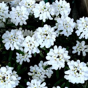 イベリス スノーサーファーの投稿画像一覧 Greensnap グリーンスナップ イベリス スノーサーファーの投稿画像一覧 Greensnap グリーンスナップ