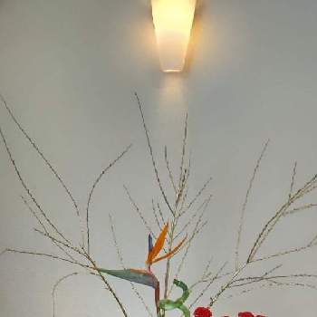 ストレリチア 極楽鳥花！の画像 by Jun.cyさん | 部屋とケイトウ♡と♯葉牡丹と ミリオンバンブーとストレリチア 極楽鳥花！とスターチス♪