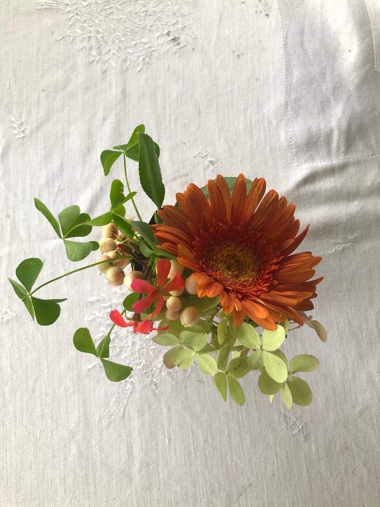 アメリカの生徒さんの作品集10 ガーベラを生ける Greensnap グリーンスナップ