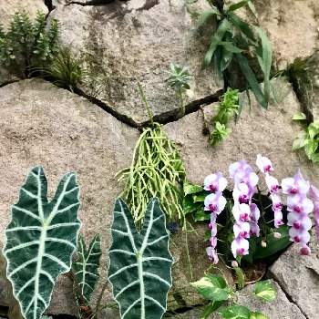 アロカシア,リプサリス,ポトス,胡蝶蘭,観葉植物の画像