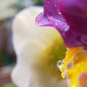 白いお花＊の画像 by オリーブの葉さん | クリスマスローズとネメシアとしずくと水滴の水曜日としずく＊と白いお花＊とオリのお庭＊