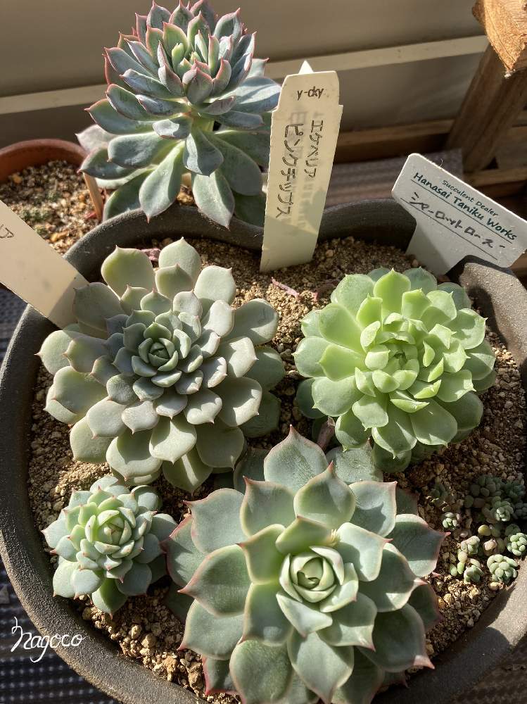 卸直営 多肉植物 赤い子 植物