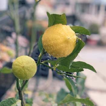 リスボンレモンの画像 by ner0l1さん | 小さな庭とリスボンレモンとレモンと中部電力記念日植樹と家庭菜園と果樹と果物と庭木と鉢植え