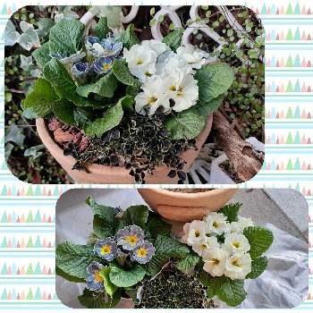 クローバー・ティントナイトの画像 by samoanママさん | 小さな庭とクローバー・ティントナイトとプリムラ ジュリアン モネと最愛の友へ届けとはなのある暮らしと可愛らしいお花♡と꒰ღ˘◡˘ற꒱かわゅ~とうっとりと寄せ植えとクローバー好き