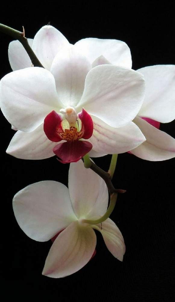 コチョウランの投稿画像 by Dianaさん｜今日のお花と多年草と綺麗な花と洋ランと鉢植えと花のある暮らし