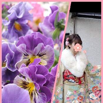成人式の画像 by うんちんさん | 玄関と可愛い❤とフリル咲きビオラと成人式と横浜タニラー