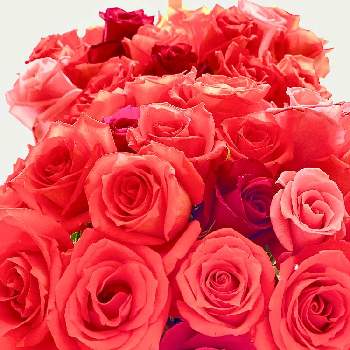 ミニ 薔薇の画像 by Kay_Tama-gskさん | 部屋とミニ 薔薇と陽射しを浴びてとキラキラ✨とカラフルとオレンジ色の花と花瓶と鮮やか とオレンジ色と花束