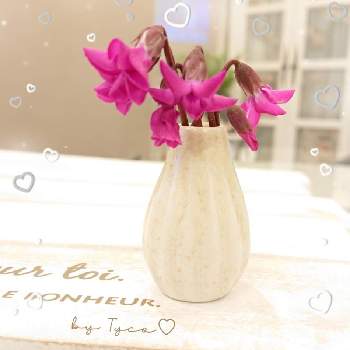 チョッキンの画像 by ティコさん | 部屋と原種シクラメンと小物のざっかと可愛いお花と#ガーデニングとガーデンシクラメンの花とチョッキン