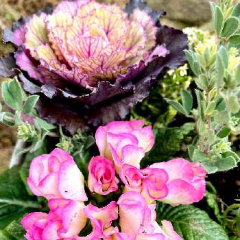 プリムラ ジュリアン ブライダルベルの画像 by こつぶさん | 広い庭とロータス ブリムストーンとプリムラ ジュリアン ブライダルベルとハボタンアイスダンスと寄せ植えときれいとおうち園芸とピンクワールドへ ようこそと花のある暮らしとかわいい