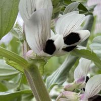 ソラマメ,花壇,ガーデニング,マメ科,野菜の花の画像