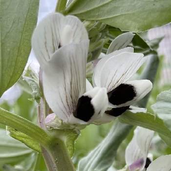 そら豆の投稿画像一覧 Greensnap グリーンスナップ