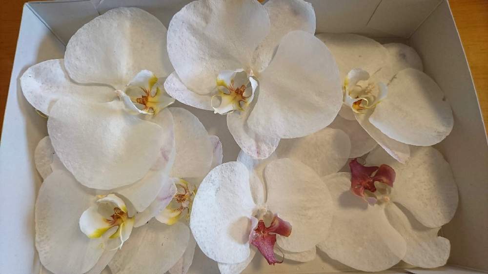 花の好きな人と繋がりたいの投稿画像 By Taka さん ドライフラワーとお花大好き とシリカゲルと胡蝶蘭 と乾燥花と花を残すと花 のある暮らしとお花のある生活と部屋と今日のお花と花の好きな人と繋がりたいとドライフラワーとお花大好き とシリカゲルと胡蝶蘭 と乾燥