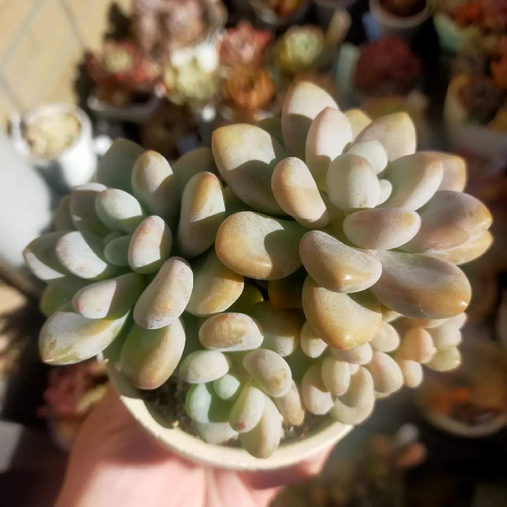 ミウルの投稿画像 by きむきむさん｜エケベリア属とタニラーと多肉女子とリエール苗 (2022月1月12日)｜🍀