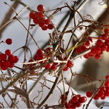 サルトリイバラ、の画像 by カモミールさん | 野草と山野草と雪❄️とサルトリイバラ、とお山と赤い実