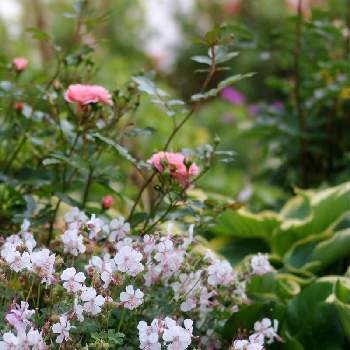 ✨ゲラニウムの画像 by 伊豆野サクラさん | ゲラニウム・ビオコボと花のある暮らしと伊豆の庭と✨ゲラニウム