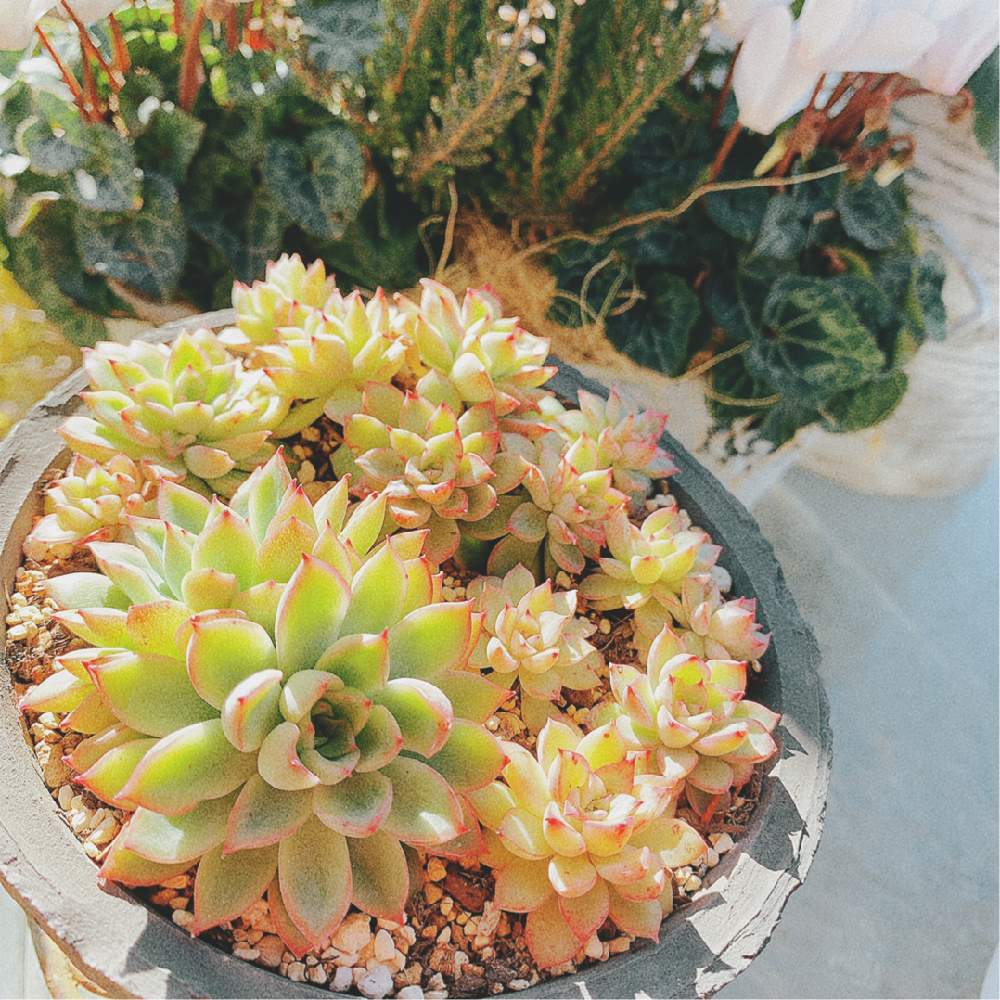 多肉中毒の投稿画像 by