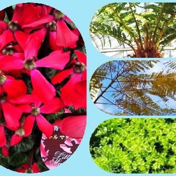 水草 種類不明の投稿画像一覧 Greensnap グリーンスナップ