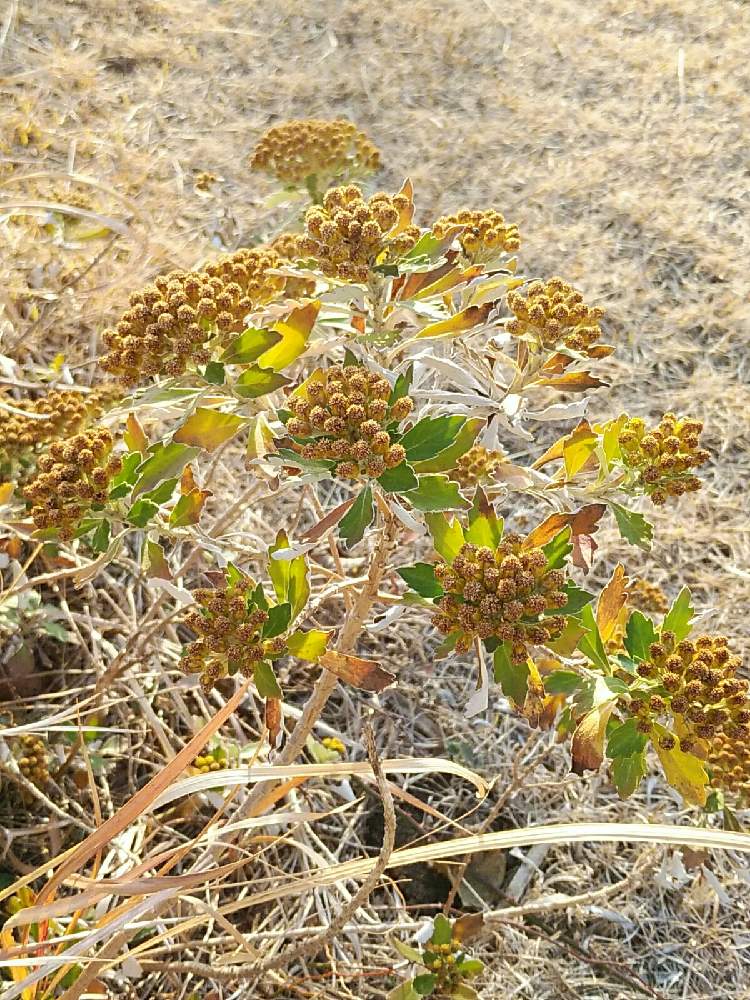 イソギク(磯菊)の投稿画像 by とものやまさん｜キク科キク属と日本固有種と海浜植物と多年草と野生菊 (2022月1