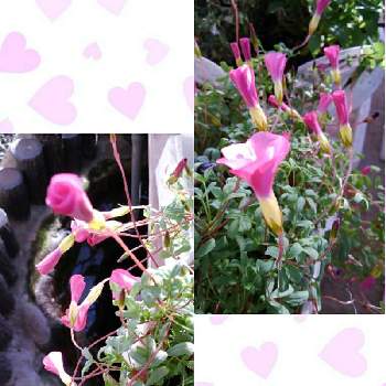 オキザリス　桃の輝きの画像 by かすみそうさん | 小さな庭とオキザリス　桃の輝きと花のあるくらしとピンクの花と花に魅せられてと可愛い〜♡とリフレッシュ♡といやし♪
