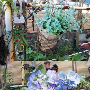 庭の一角の画像 by あまのじゃくさん | 小さな庭と冬の盆栽と夕方の庭と花のある暮らしと遊び心の庭と庭の一角