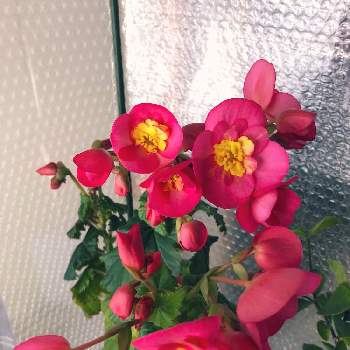 室内花の投稿画像一覧 Greensnap グリーンスナップ