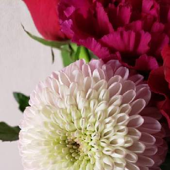 今年もよろしくお願いしますの画像 by 花姫ちゃんさん | 玄関と私の癒し♡と今年もよろしくお願いしますとキレイ☆とGS映えとGS日和ときれいとGSのみなさんに感謝♡と今日の一枚とGSに感謝。とありがとうときれいな色と花のある暮らしとお花で癒されよう❤️とお花は癒しと繋がりに感謝✨と今日のお花とHTC