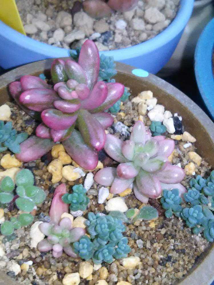 オーロラ 其の一｜🍀GreenSnap（グリーンスナップ）