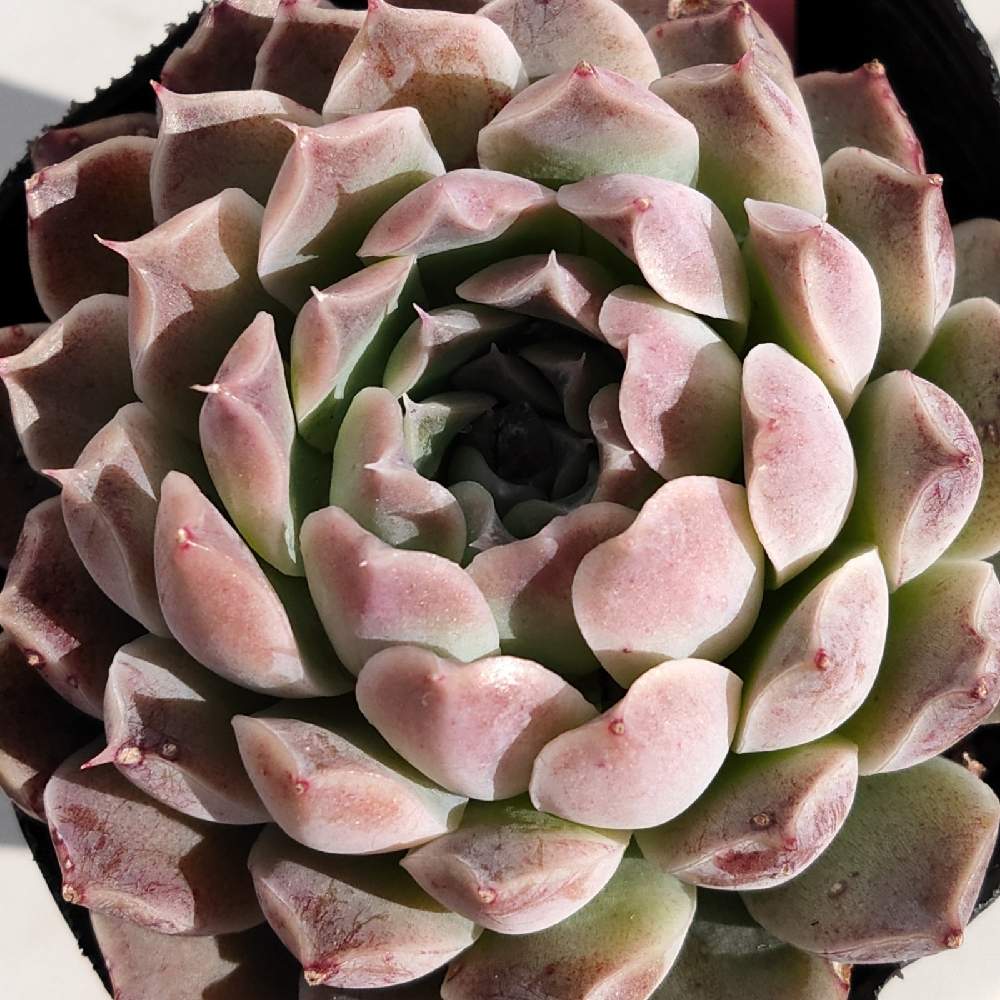 ヒアリナ ヒロの投稿画像 by ちょろりん841さん｜多肉植物と輸入苗と中国苗と多肉のある暮らしと雨ざらしとおうち