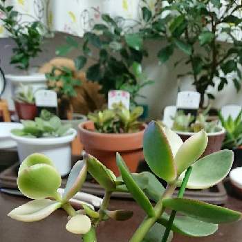 22人気no 1の 金の成る木 花月 植物 観葉植物 Ceim Cl