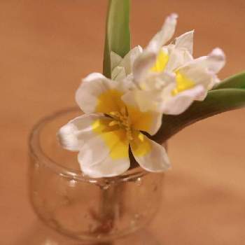 原種系チューリップ・ポリクロマの画像 by mie0531さん | デスクと原種チューリップと原種系チューリップ・ポリクロマと植物のある暮らしと一眼レフと水耕栽培と成長記録とガーデニングと元気に育ててますよと花のある暮らしとわたしのテーブルプランツと白い花とお花好きの人と繋がりたいとダイニングテーブル