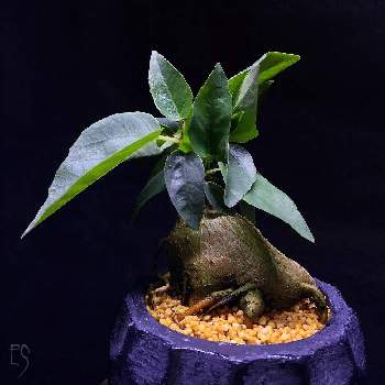 クワ科の画像 by Esさん | 窓辺と塊根植物とクワ科と植中毒