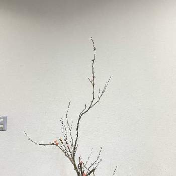 正月の画像 by SUIHOさん | 部屋と木瓜(ボケ)と東京とお稽古と生花と池坊と花いろいろといけばなと君も花が好きなのかと花のある暮らしと正月