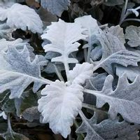シロタエギク,グランドカバー,冬の花壇,白銀色の葉,冬に美しい葉の画像